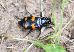Nicrophorus orbicollis