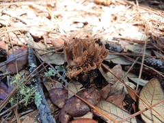 Sebacina schweinitzii