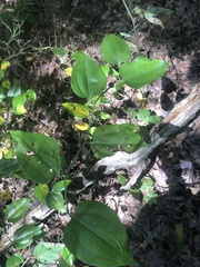 Smilax rotundifolia