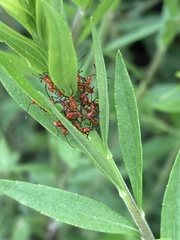 Leptoglossus phyllopus