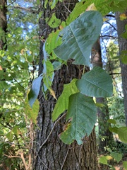 Toxicodendron