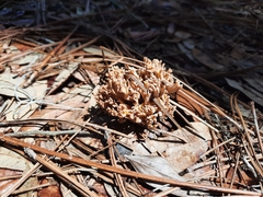 Sebacina schweinitzii