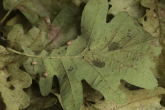 Neuroterus anthracinus