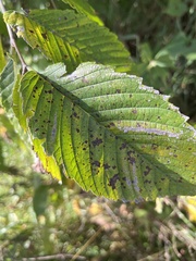 Ulmus rubra