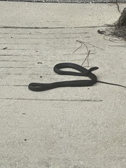 Coluber constrictor priapus