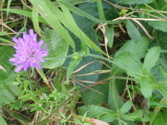 Knautia dipsacifolia