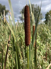 Typha angustifolia