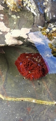 Actinia equina