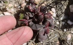 Crassula atropurpurea