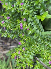 Lythraceae