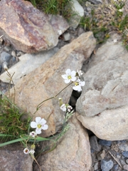 Eremogone capillaris