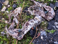 Agkistrodon contortrix