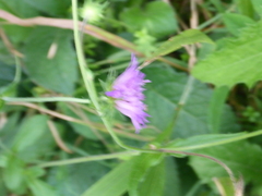Knautia dipsacifolia