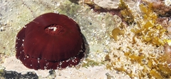 Actinia equina