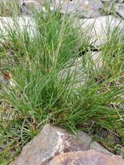 Eremogone capillaris