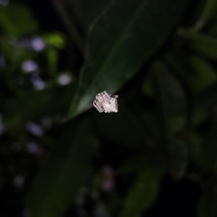 Eriovixia