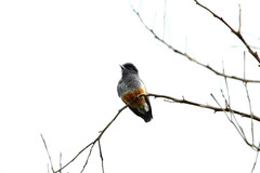 Chelidoptera tenebrosa