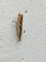 Agriphila inquinatella