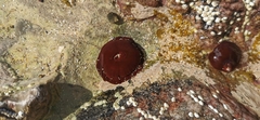 Actinia equina