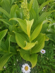 Veratrum viride eschscholtzianum
