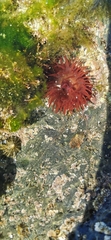 Actinia equina