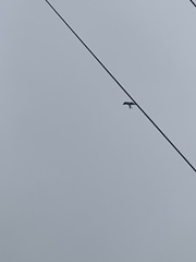 Elanoides forficatus