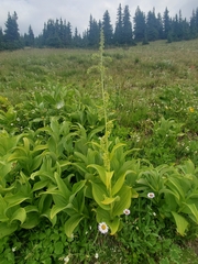 Veratrum viride eschscholtzianum