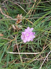 Armeria maritima