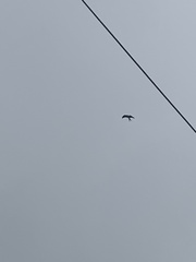 Elanoides forficatus