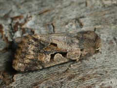 Orthosia gothica