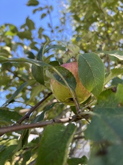 Malus domestica