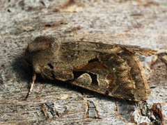 Orthosia gothica