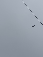 Elanoides forficatus