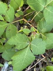 Rhus aromatica