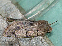 Orthosia gothica