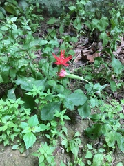 Silene rotundifolia