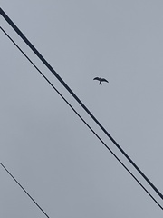 Elanoides forficatus