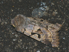 Orthosia gothica