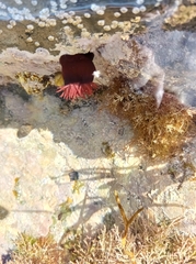 Actinia equina