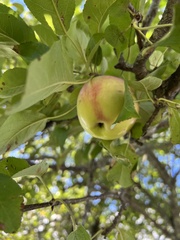 Malus domestica