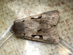 Orthosia gothica