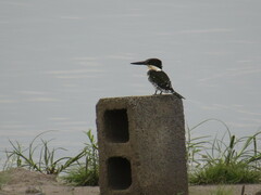 Chloroceryle americana