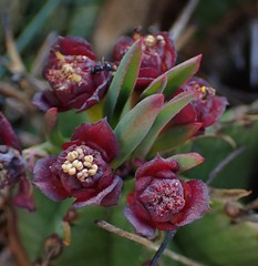 Euphorbia pulvinata