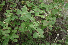 Lonicera iberica