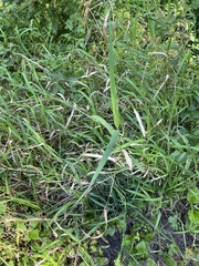 Phalaris arundinacea