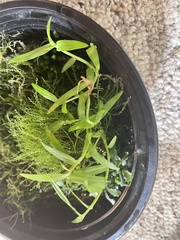 Bucephalandra pygmaea