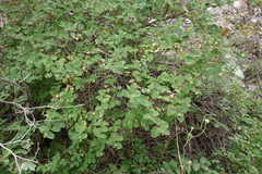 Lonicera iberica