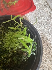Bucephalandra pygmaea