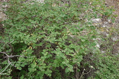 Lonicera iberica