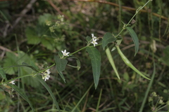 Vincetoxicum hirundinaria